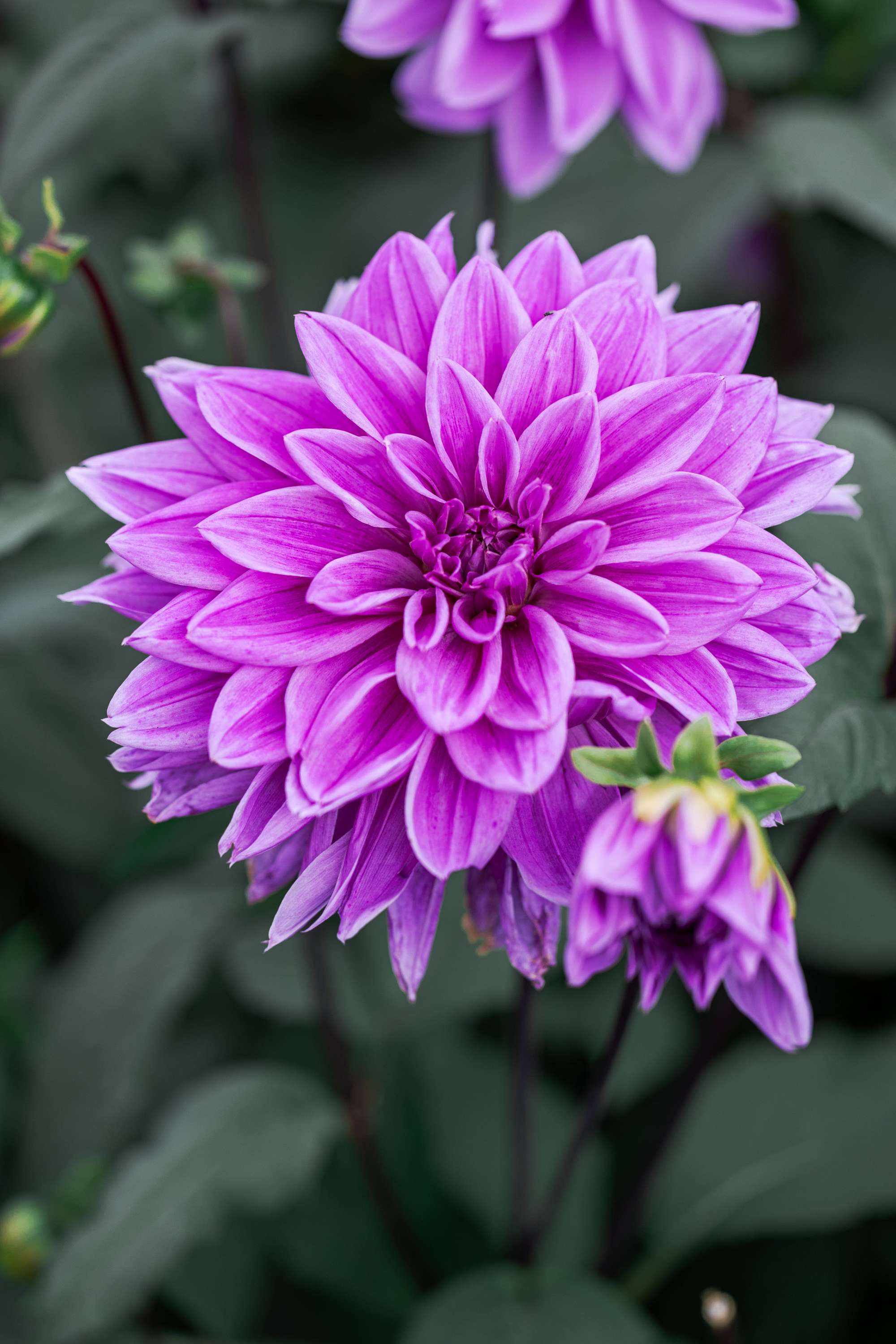 Dahlia 'Lilac Time'